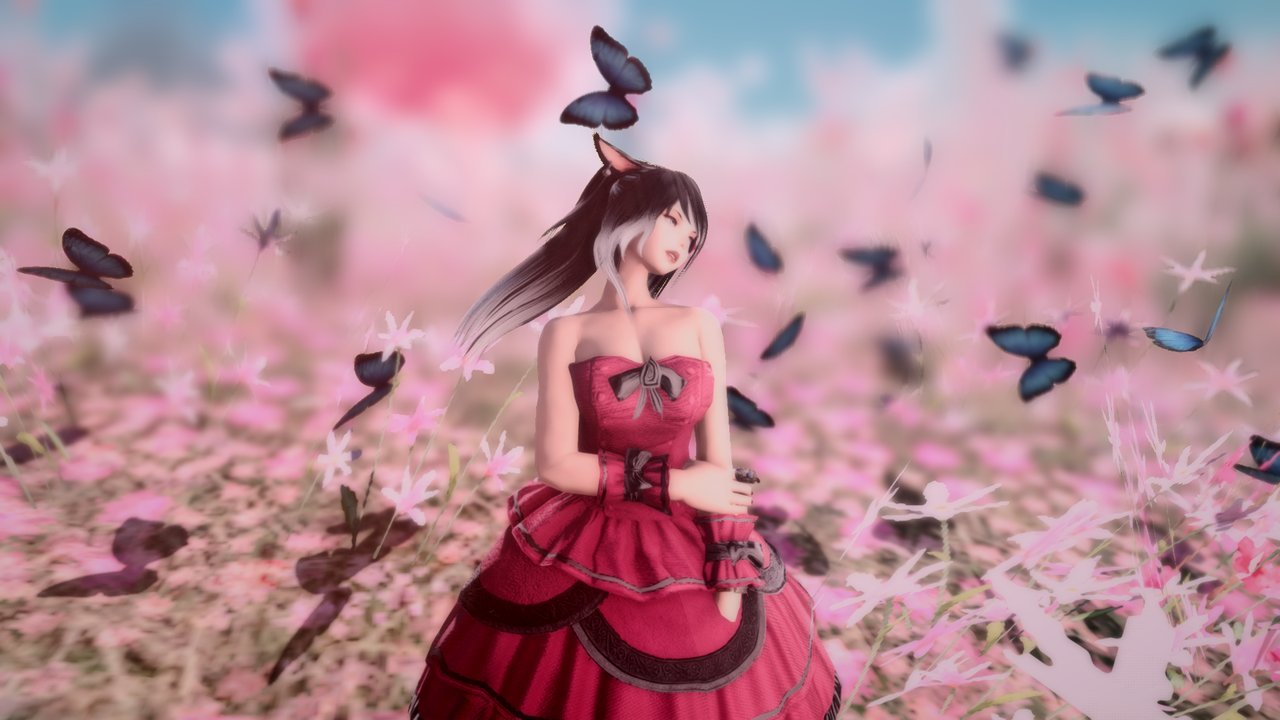 Butterflies photo 6