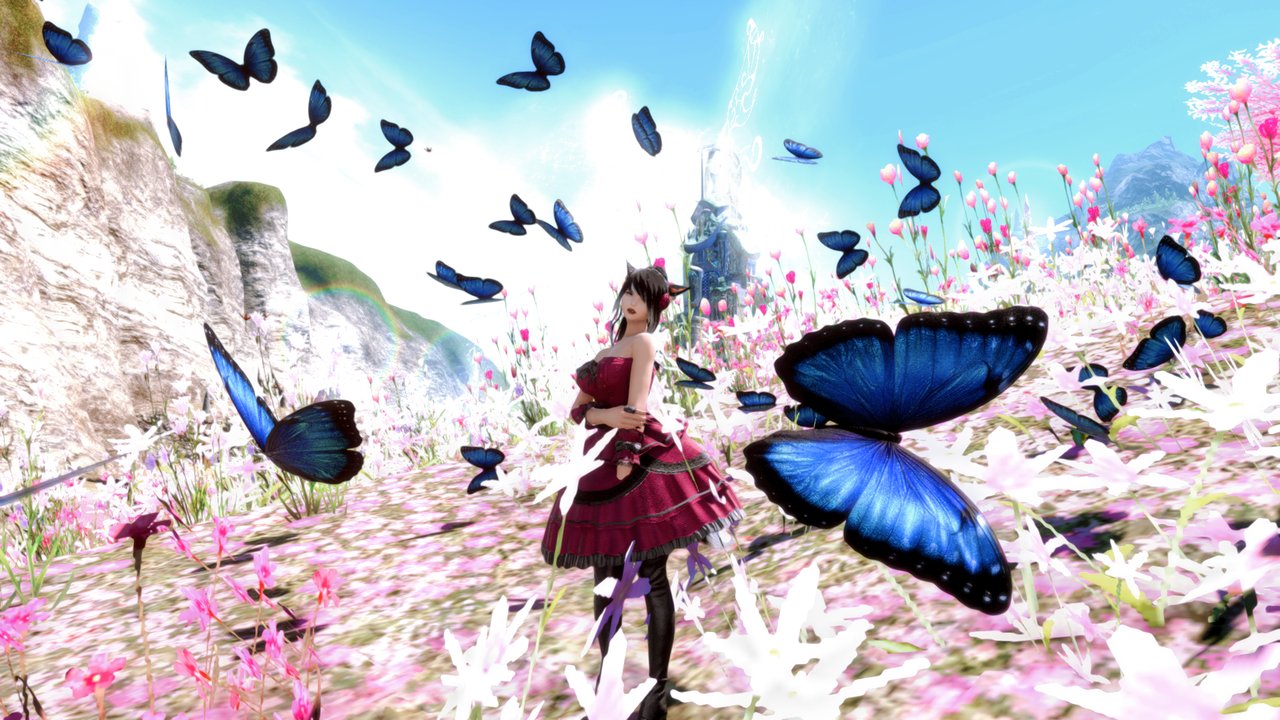 Butterflies photo 7